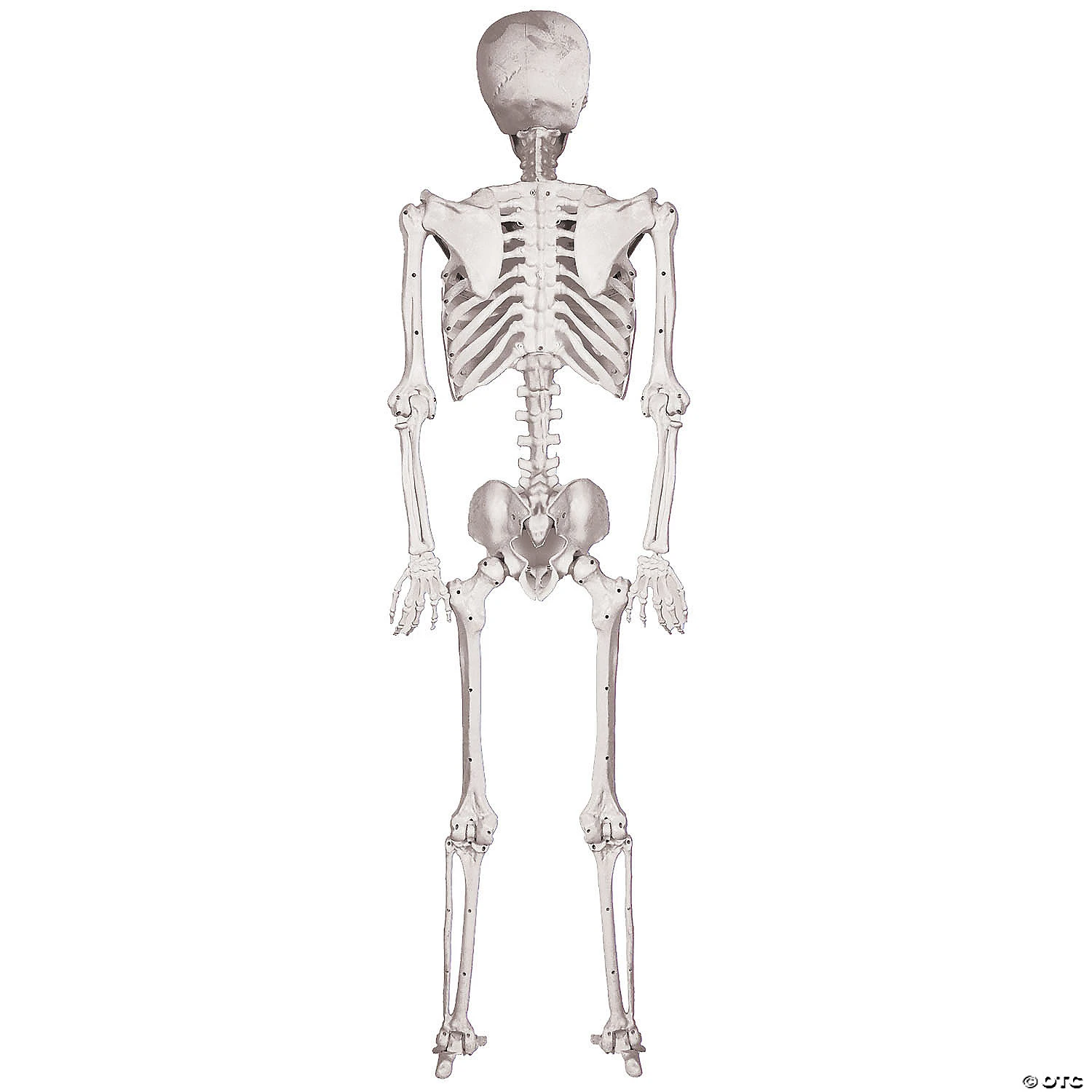 5 Ft. Skeleton Pose & Hold Halloween Decoration 2 5 Ft. Skeleton Pose & Hold Halloween Decoration - Image 2