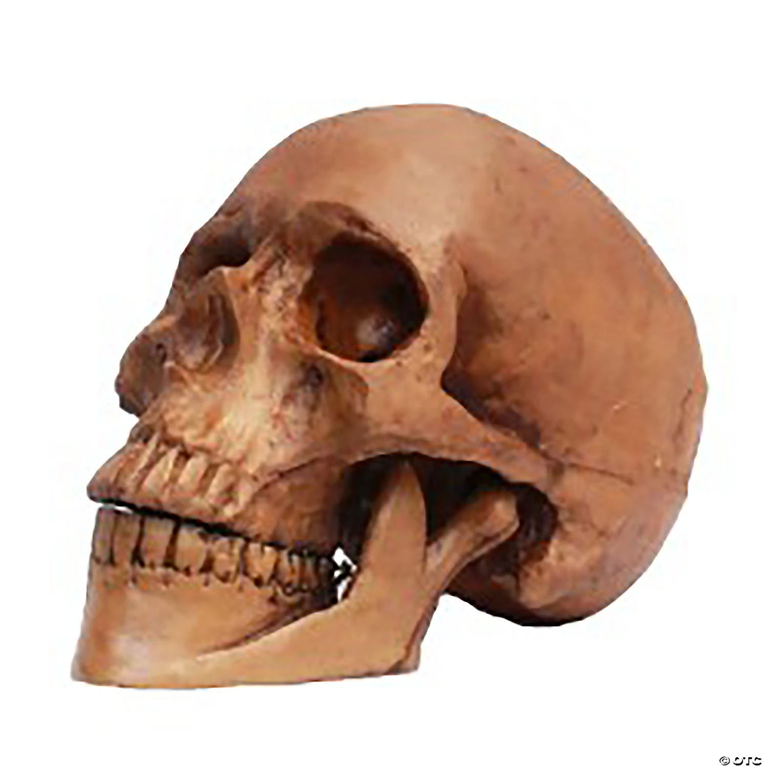 Small Skull Resin Cranium Halloween Decoration 1 Small Skull Resin Cranium Halloween Decoration