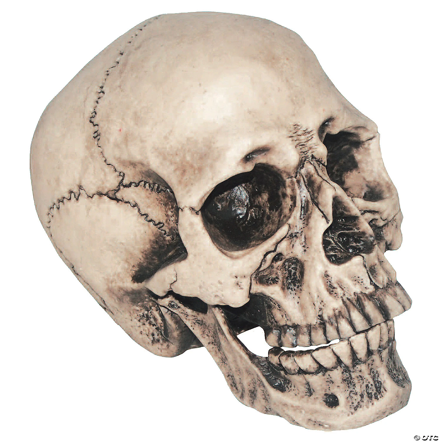 Vinyl Skull Decoration 2 Vinyl Skull Decoration - Image 2